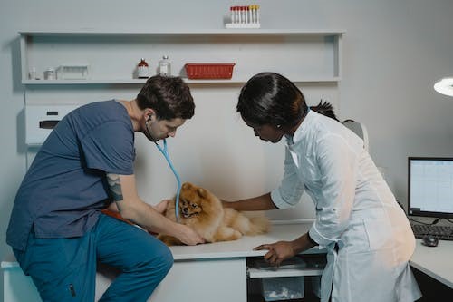 Veterinarios